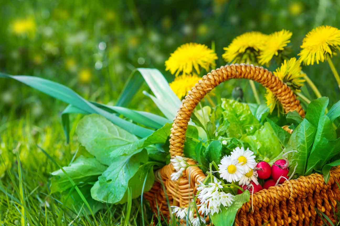 wildkraeuter_sammeln Wildkräuter in einem Weidenkorb auf einer Wiese